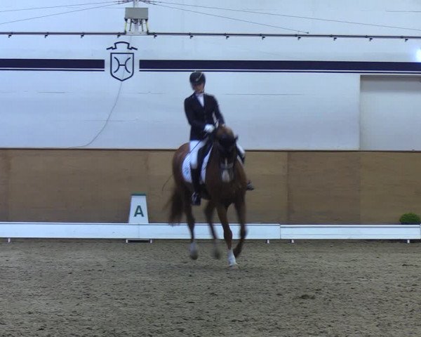 Reitturnier Elmshorn 2020