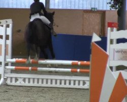 Springpferd Baby (Trakehner, 2006)