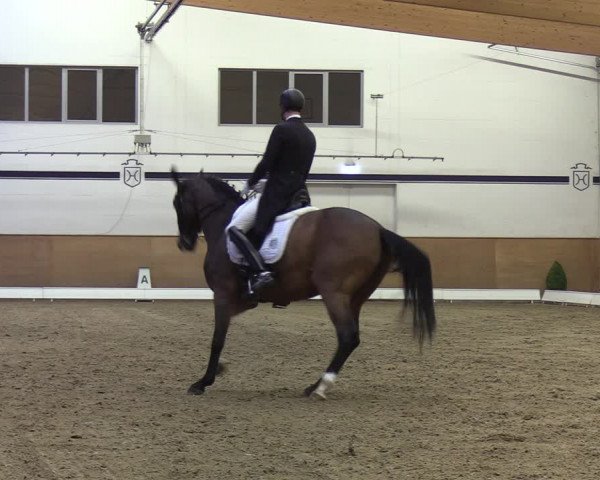 Reitturnier Elmshorn 2020