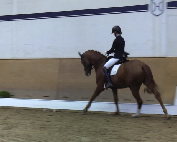 Reitturnier Elmshorn 2020