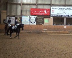 dressage horse Donnja FS (Hanoverian, 2004, from Depardieu 11)