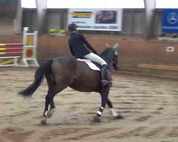jumper Bounty Benoit (Oldenburg, 2003, from Balou du Rouet) jumper Bounty Benoit (Oldenburg, 2003, from Balou du Rouet)