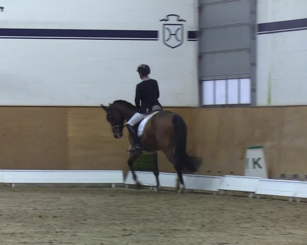 Reitturnier Elmshorn 2020