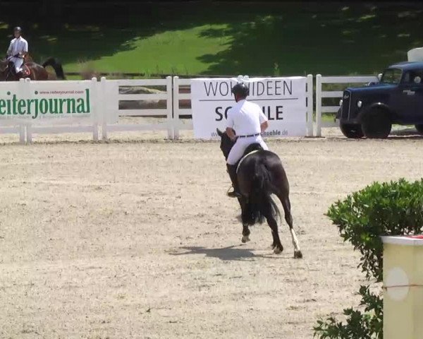 Springpferd Bibi 42 (KWPN (Niederländisches Warmblut), 2005, von Dutch Capitol)
