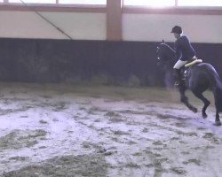 jumper IWSB Admiras Girl (Oldenburg, 2005, from Chico's Boy)