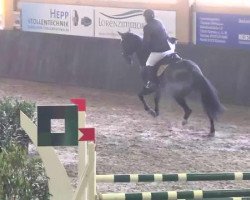 Springpferd Valentino 324 (KWPN (Niederländisches Warmblut), 2002, von Namelus R)