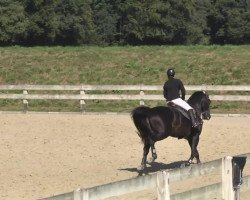 jumper Conrad S 2 (Hanoverian, 2007, from Converter I)