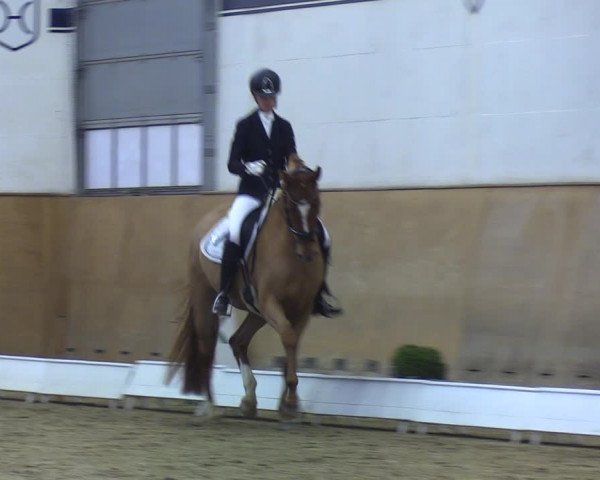 Reitturnier Elmshorn 2020