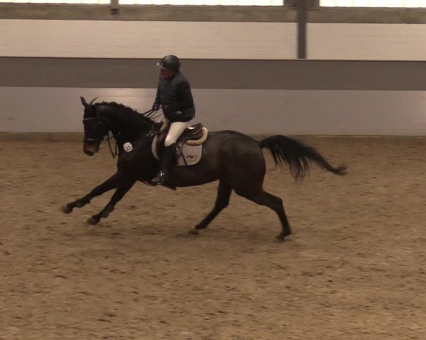 Reitturnier Luhmühlen 2020