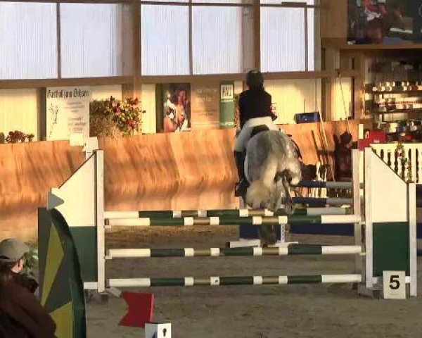 Springpferd Samson vom Donaumoos (Connemara-Pony, 2007, von Clifden Silver)