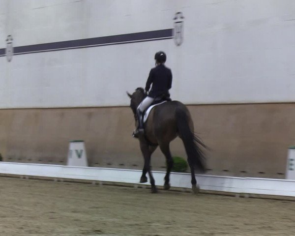 Reitturnier Elmshorn 2020