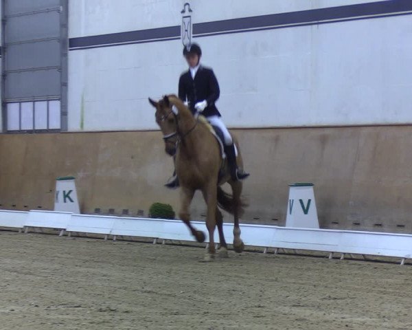 Reitturnier Elmshorn 2020