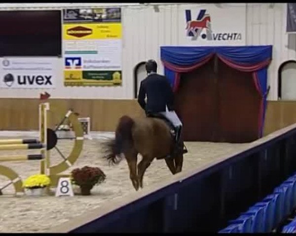 jumper Advocat 9 (Oldenburg, 2008, from Argentinus) jumper Advocat 9 (Oldenburg, 2008, from Argentinus)