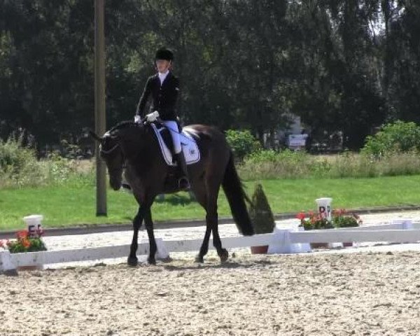 dressage horse Dohna 8 (Oldenburg, 2007, from Hofrat)