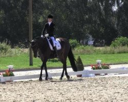 dressage horse Dohna 8 (Oldenburg, 2007, from Hofrat)
