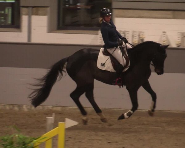 Reitturnier Luhmühlen 2020