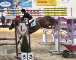 dressage horse Slyness Santo (Pony without race description, 2005)