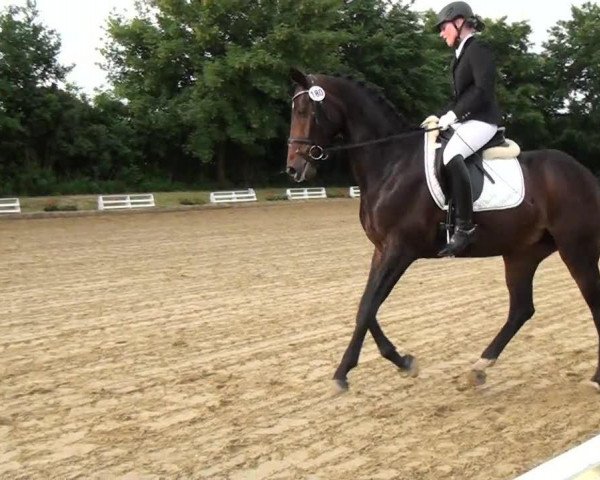 dressage horse Destino 68 (Oldenburg, 2008, from Dimaggio) dressage horse Destino 68 (Oldenburg, 2008, from Dimaggio)