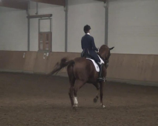 dressage horse Tejas Verdes Tylov (KWPN (Royal Dutch Sporthorse), 2000, from Tejas Verdes Tylow)