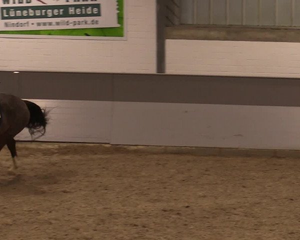 Reitturnier Luhmühlen 2020