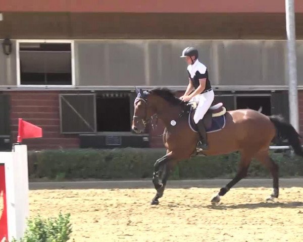 jumper Special Envoy 6 (Hanoverian, 2008, from Stakkato)