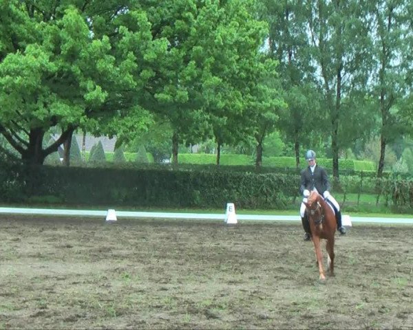 Dressurpferd Finocchio (Hannoveraner, 2009, von Fürst Nymphenburg)