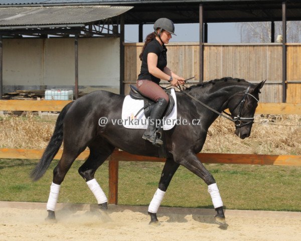horse Sapihra (Holsteiner, 2011, from Calico 8)