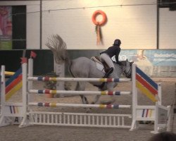 broodmare Castella (Oldenburg, 2007, from Cassini II)