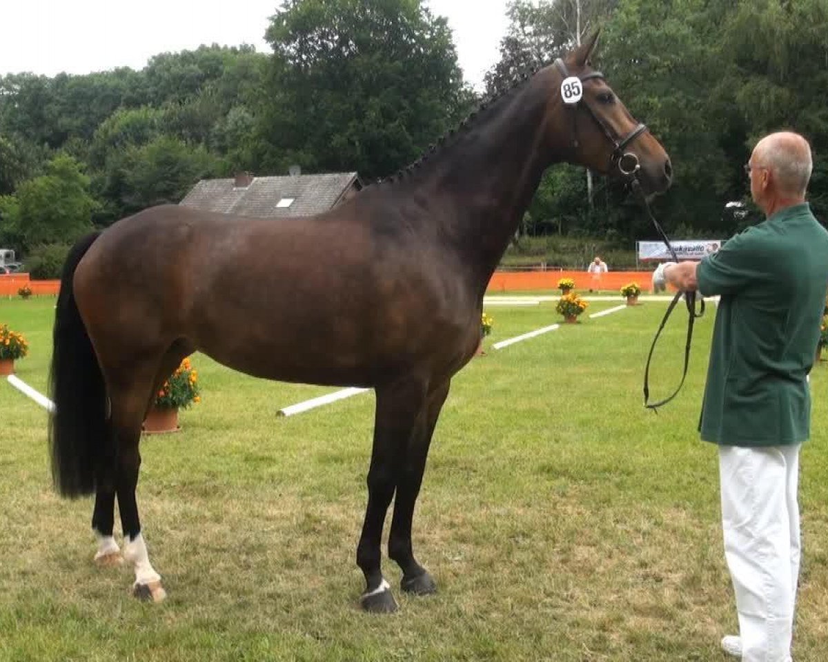 broodmare Demirella (Rhinelander, 2009, from Don Romantic)