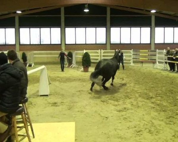 horse FS Heiden 33 (Rhinelander, 2010, from Alvarino 2)