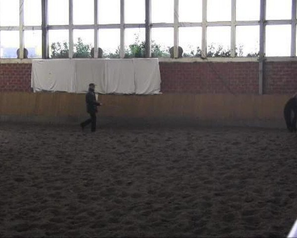 horse Wallach von Quintender (Hanoverian, 2020, from Quintender 2)
