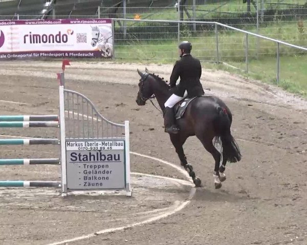 jumper Viva 40 (Württemberger, 2007, from Voltaire)