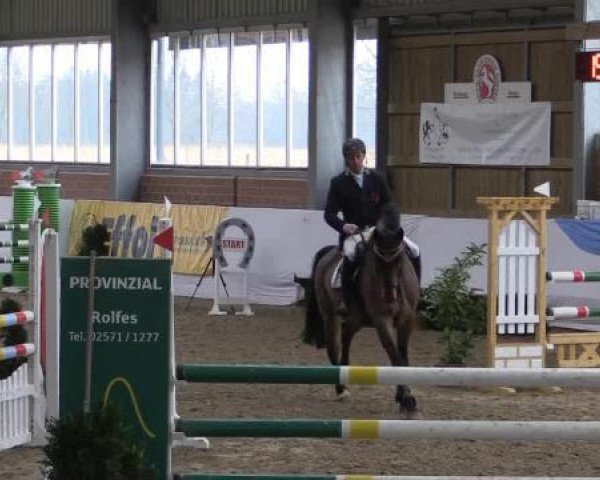 jumper Codexx (Holsteiner, 2009, from Carentan)