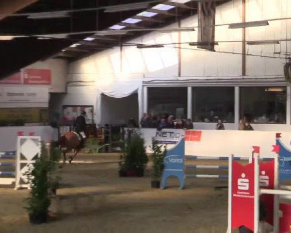 jumper Cross Boy (Westphalian, 2009, from Caproni)