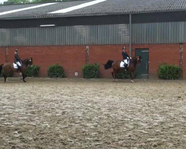 broodmare Delilah 54 (Hanoverian, 2008, from Don Frederico) broodmare Delilah 54 (Hanoverian, 2008, from Don Frederico)