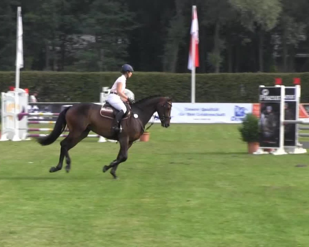 jumper Cayenne (Westphalian, 2009, from Cristallo I)