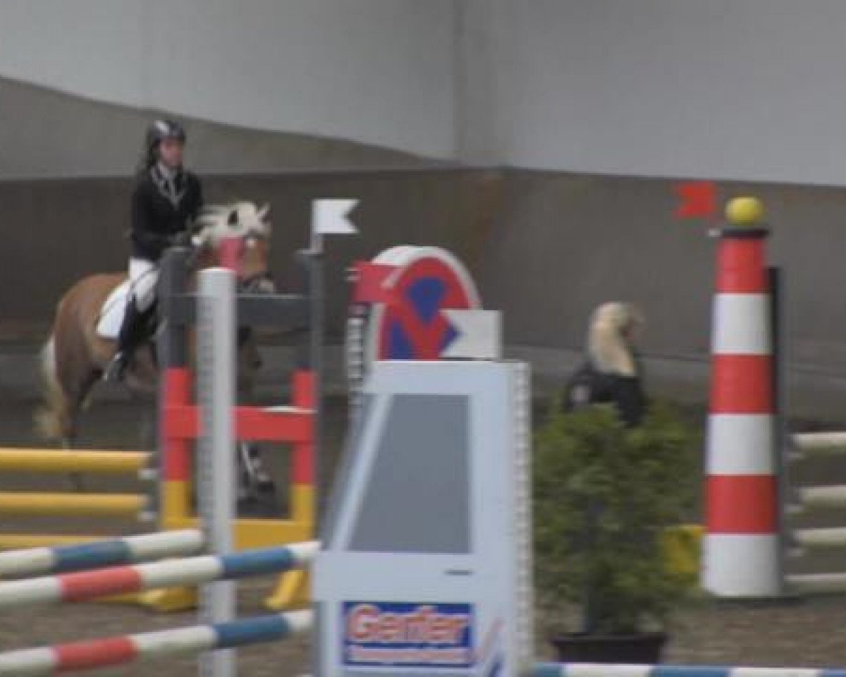 jumper Muriel 9 (Haflinger, 2006, from Moreno)