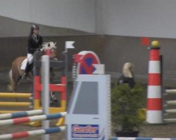 Springpferd Muriel 9 (Haflinger, 2006, von Moreno)
