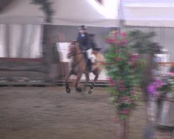 jumper Nevada 150 (Pony without race description, 1991, from Unbekannt Pony)