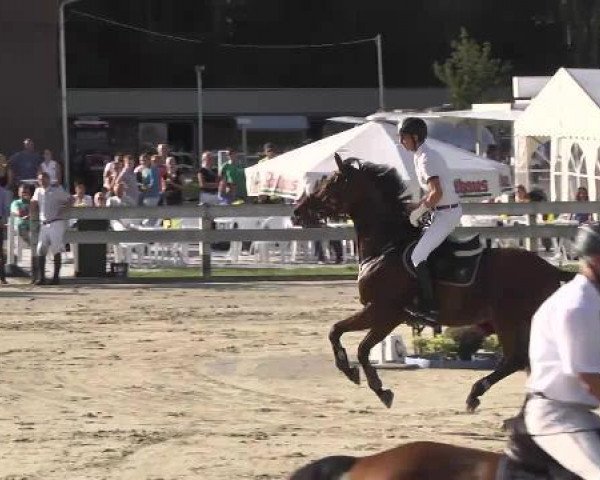 jumper Lancaster 167 (Württemberger, 2005, from Le Champion)