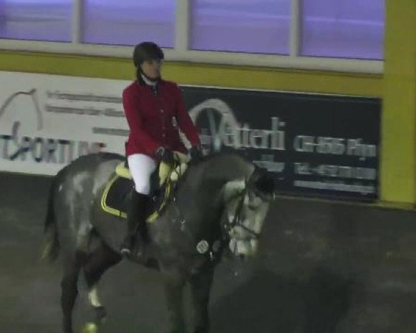 jumper Curtis 55 (Holsteiner, 2007, from Colman)