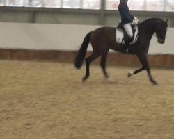 dressage horse Destiny 225 (Hanoverian, 2008)