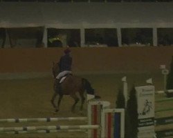 jumper Hallmark Carnival (Scottish Sports Horse, 2001)
