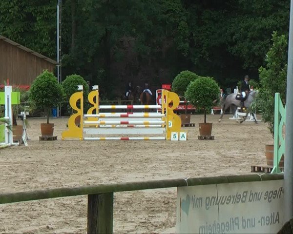 broodmare Qnuutmilla (Hanoverian, 2008, from Quite Capitol)
