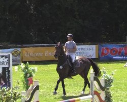 broodmare Cascada 55 (Westphalian, 2008, from Catoki)