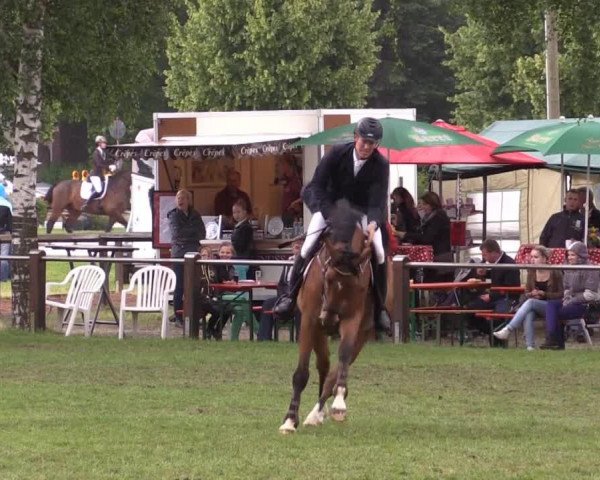 Springpferd Cataro 8 (Oldenburger, 2008, von Catoki)