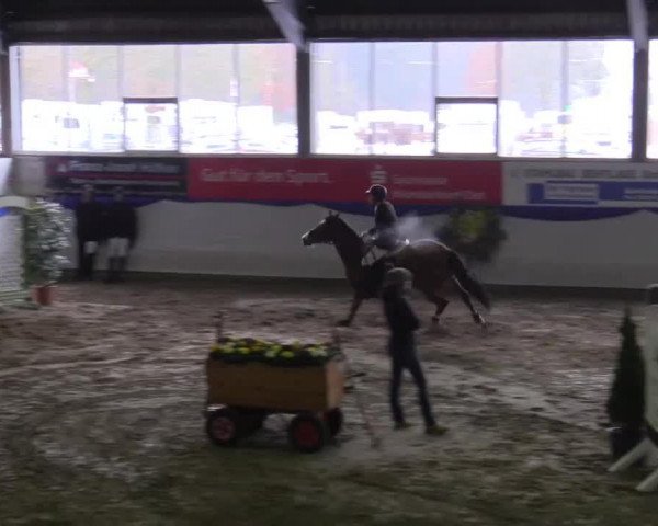 jumper Laureus S (Westphalian, 2009, from Lordanos)