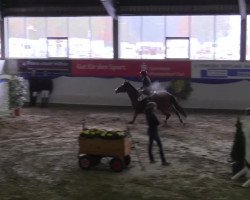 jumper Laureus S (Westphalian, 2009, from Lordanos)