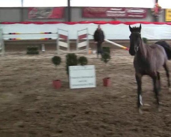 jumper Calidor (Holsteiner, 2009, from Calido I)