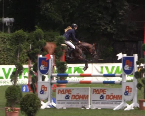 jumper Dazaro (German Riding Pony, 2008, from Don Diabolo NRW)